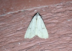 Scolecocampa liburna