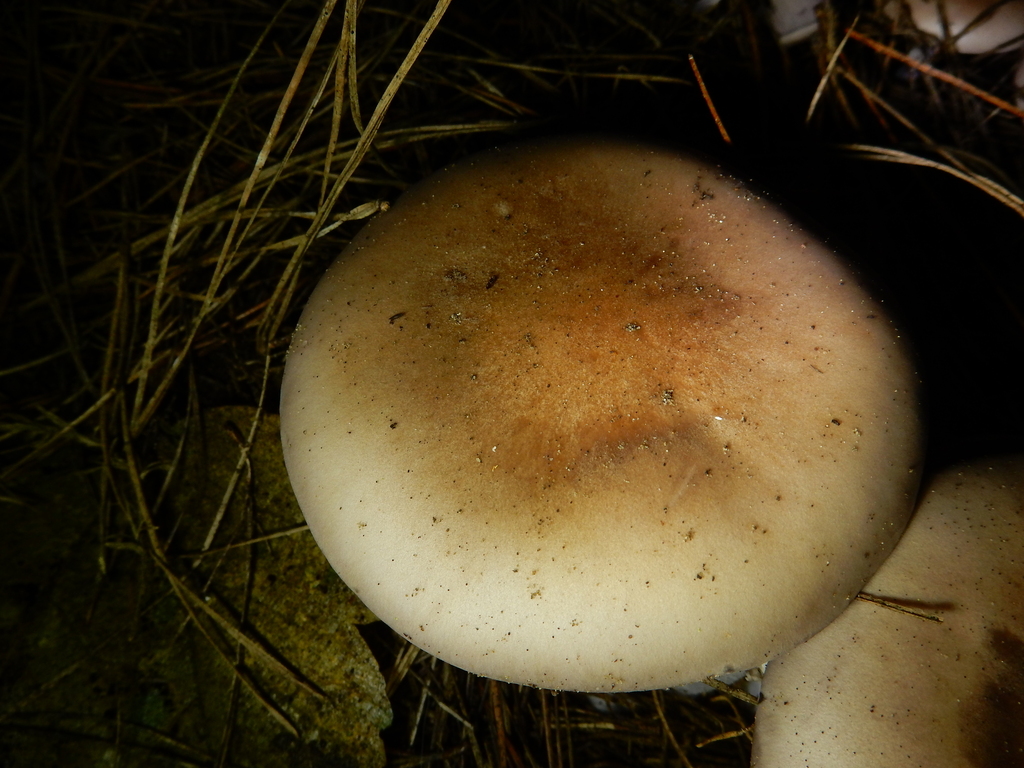 Collybia nuda · May 2025 · photo: © rayjackson (iNaturalist, cc-by)