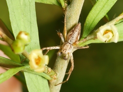 Oxyopes amoenus