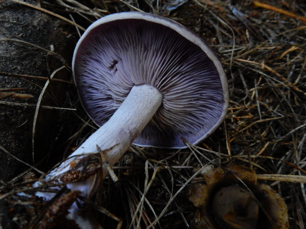 Collybia nuda · May 2025 · photo: © rayjackson (iNaturalist, cc-by)