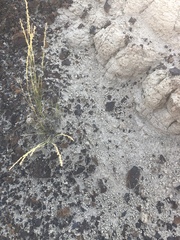 Muhlenbergia montana