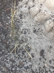 Muhlenbergia montana