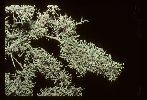 Niebla ceruchis