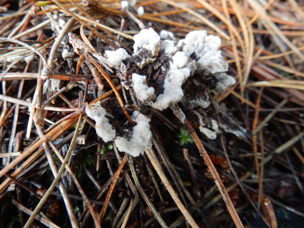 Thelephora terrestris · May 2025 · photo: © rayjackson (iNaturalist, cc-by)