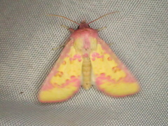 Psectrotarsia suavis