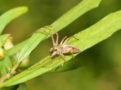 Oxyopes amoenus