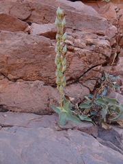 Penstemon pseudospectabilis