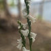 Spiranthes tuberosa - Photo (c) anhe, μερικά δικαιώματα διατηρούνται (CC BY-NC)