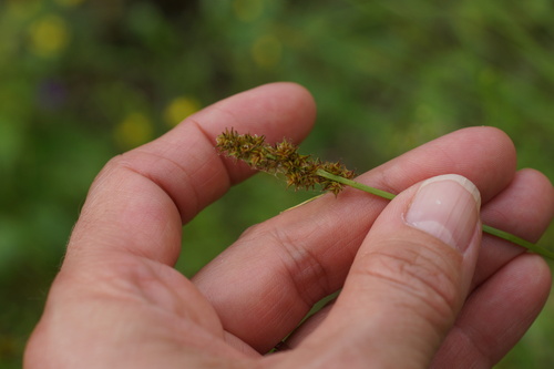 Yellowfruit sedge (Carex annectens)