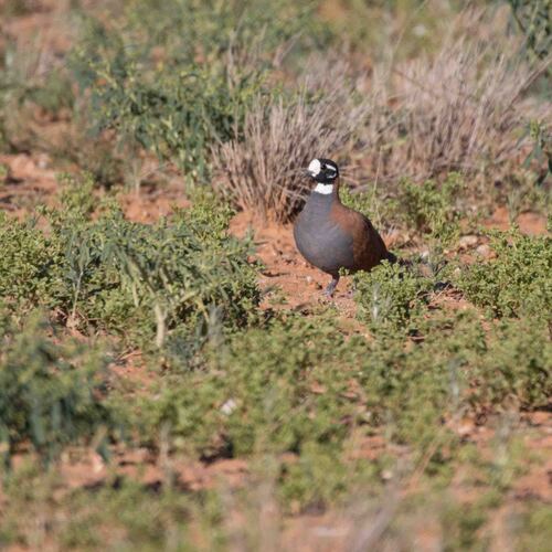 Flock Bronzewing