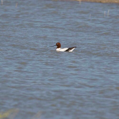 Red-necked Avocet