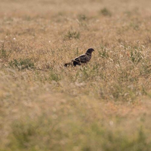 Spotted Harrier