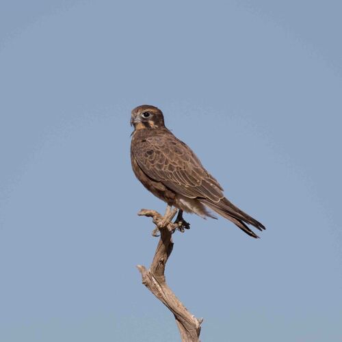 Brown Falcon