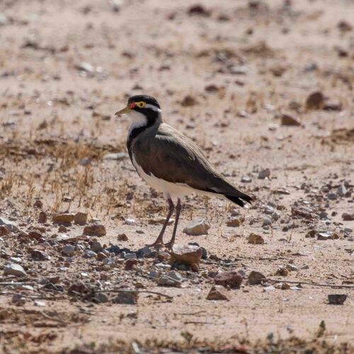 Banded Lapwing