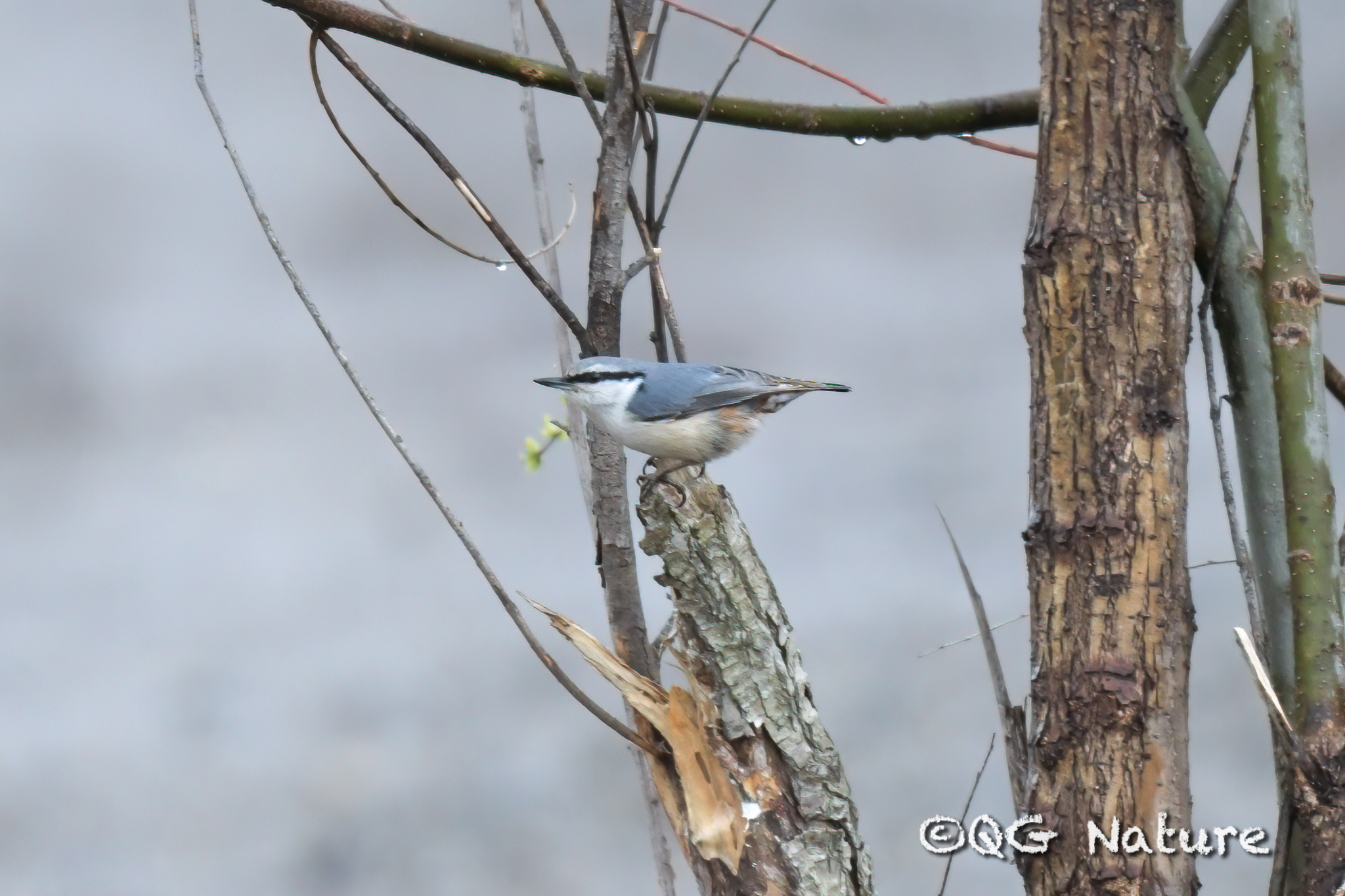 Eurasian Nuthatch