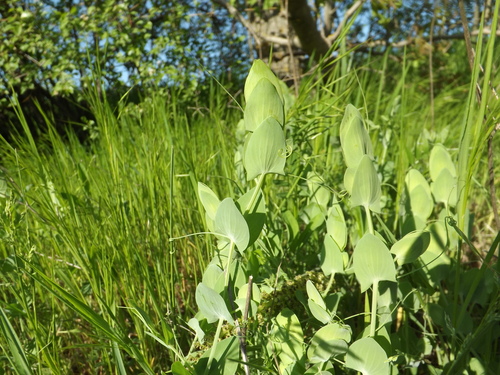 Yellow Vetchling