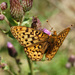 Zerene Fritillary - Photo (c) Paul Thompson, some rights reserved (CC BY-NC-ND)