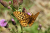 Zerene Fritillary - Photo (c) Paul Thompson, some rights reserved (CC BY-NC-ND)