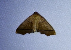 Plagodis phlogosaria