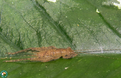 Aphonomorphus parvus