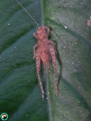 Aphonomorphus parvus