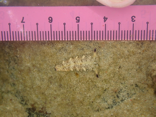 Plakobranchus papua — seen at this dive site