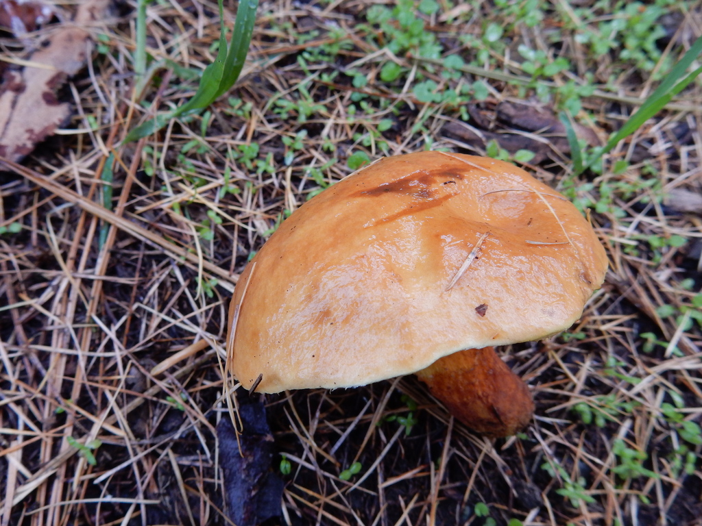 Suillus grevillei · May 2025 · photo: © rayjackson (iNaturalist, cc-by)