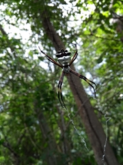 Argiope argentata