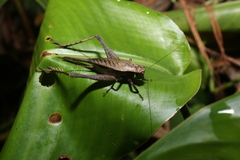 Eneoptera