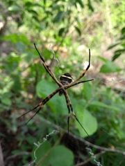 Argiope argentata