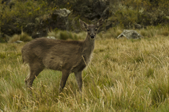 Odocoileus virginianus ustus
