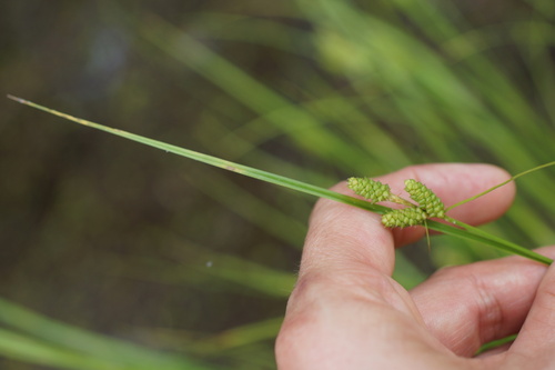 Hirsute sedge (Carex complanata)