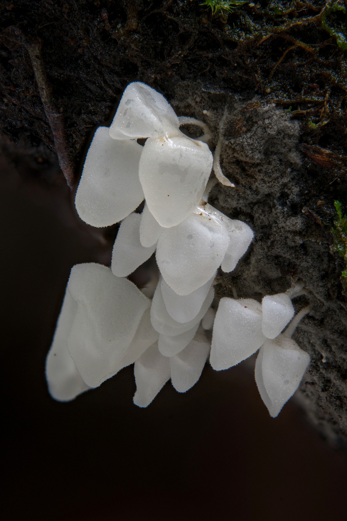 Physalacria australiensis