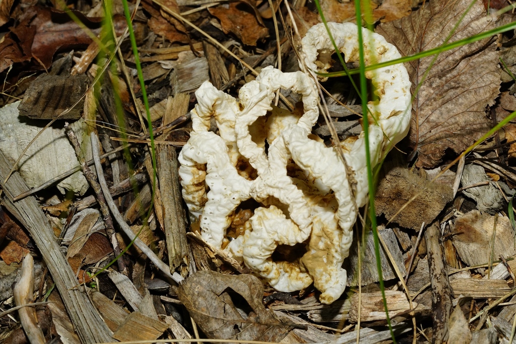 Ileodictyon cibarium · May 2025 · photo: © hanwen-zhang (iNaturalist, cc0)