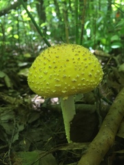 Amanita