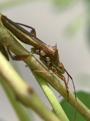 Hyalymenus longispinus