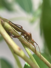 Hyalymenus longispinus