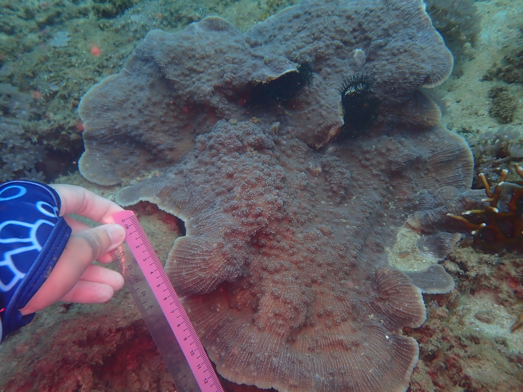 Flat Lettuce Coral