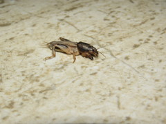 Neoscapteriscus didactylus