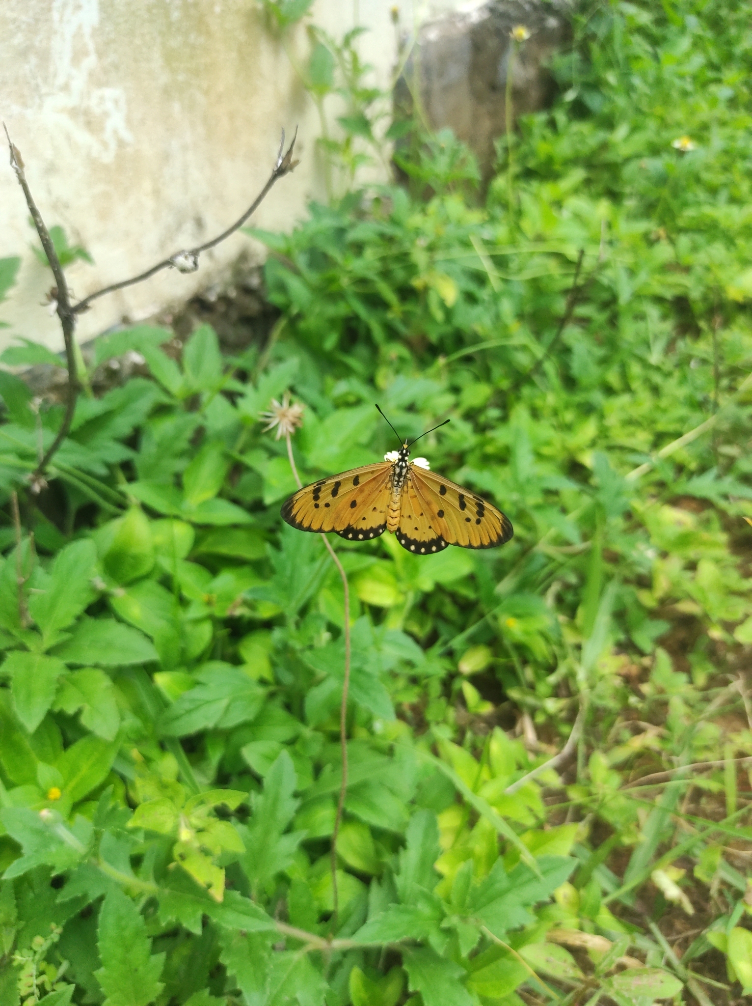 Tawny Coster