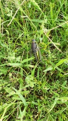 Brachystola behrensii