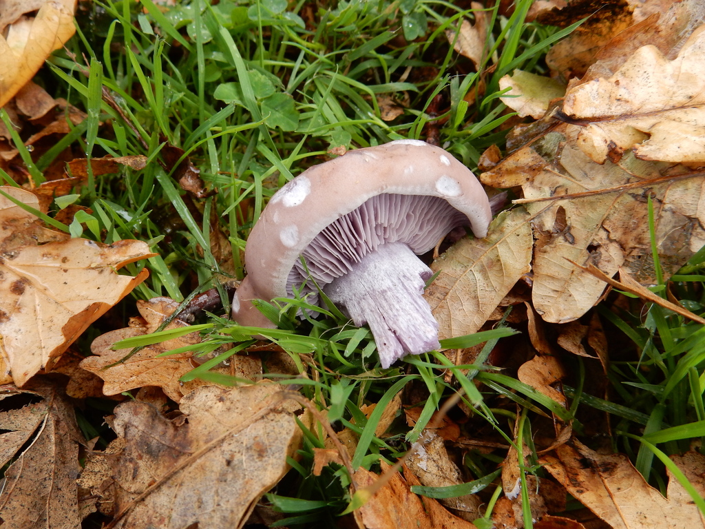 Collybia nuda · May 2025 · photo: © rayjackson (iNaturalist, cc-by)