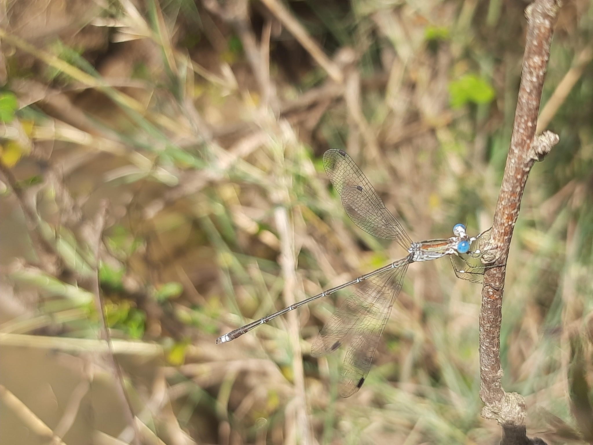 Emerald Spreadwing