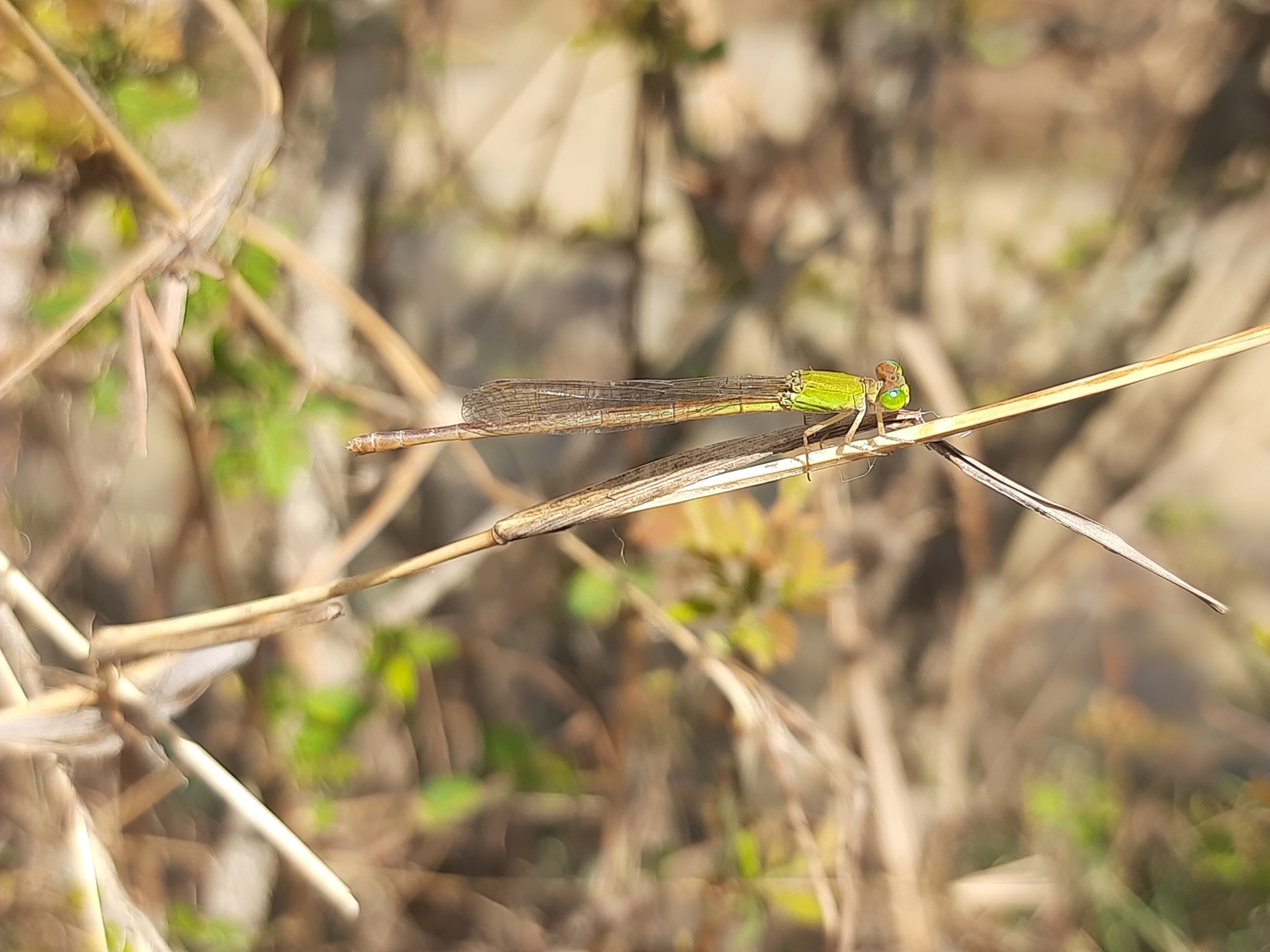Coromandel Marsh Dart