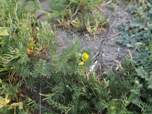 pineapple-weed