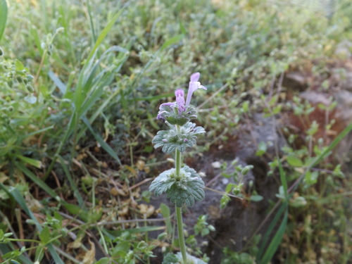 henbit deadnettle