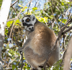 Lemur catta