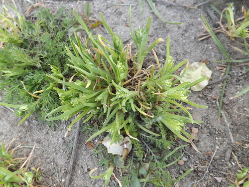 hardgrass