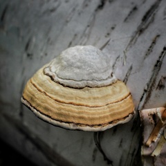 Fomes fomentarius image