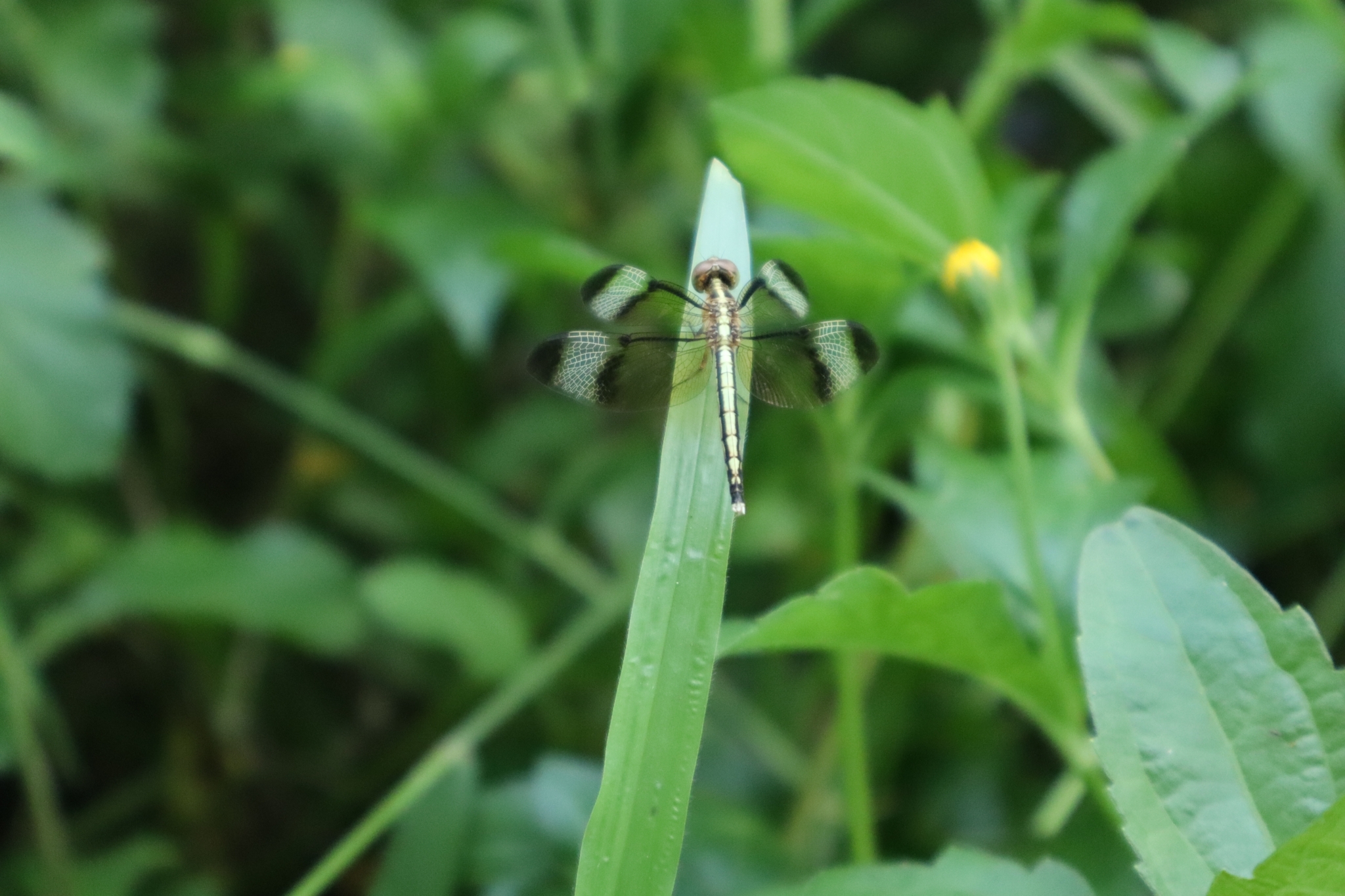 Pied Paddy Skimmer
